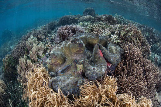 Massive Giant Clam Grows Wall Decal