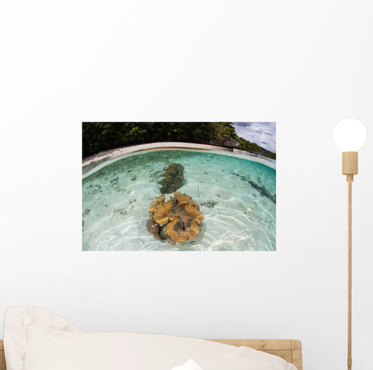 Giant Clams Grow Shallow Wall Decal