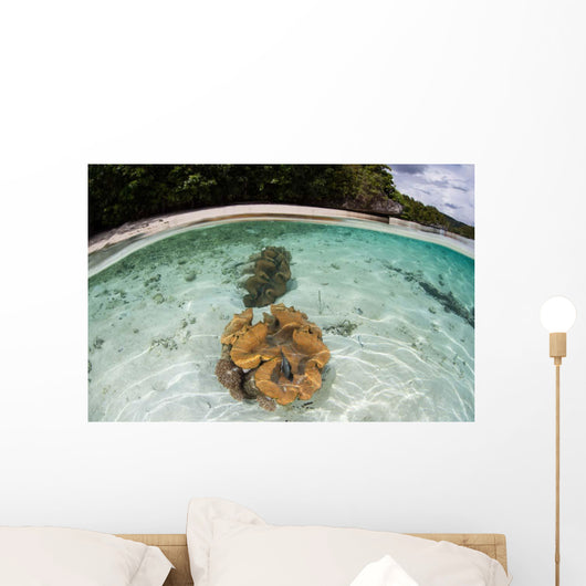 Giant Clams Grow Shallow Wall Decal
