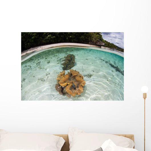 Giant Clams Grow Shallow Wall Decal