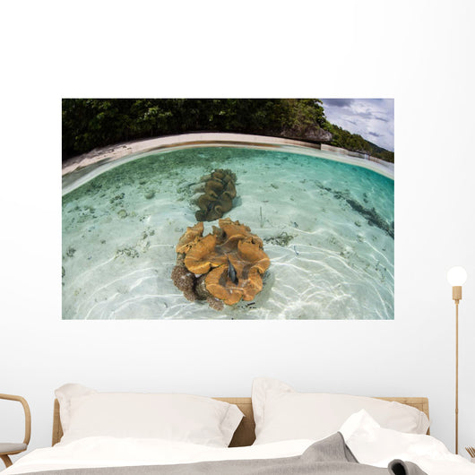 Giant Clams Grow Shallow Wall Decal
