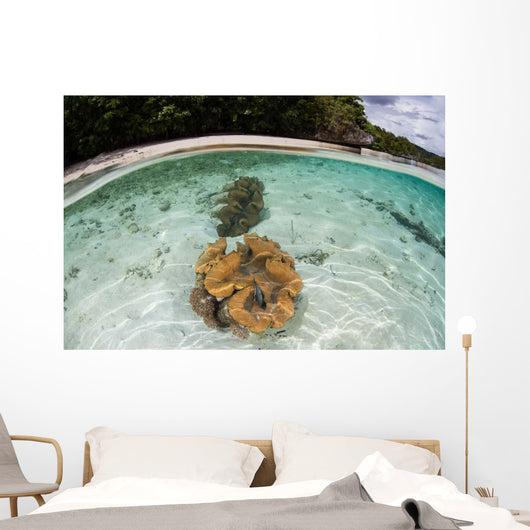 Giant Clams Grow Shallow Wall Decal