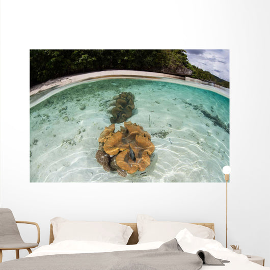Giant Clams Grow Shallow Wall Decal