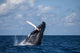 Large Humpback Whale Breaches Wall Decal