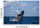Large Humpback Whale Breaches Wall Decal