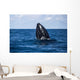 Humpback Whale Begins to Wall Decal Design 2