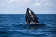 Humpback Whale Begins to Wall Decal Design 2