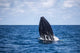 Humpback Whale Begins to Wall Decal Design 1