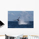 Humpback Whale Slaps Its Wall Decal Design 3