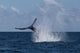 Humpback Whale Slaps Its Wall Decal Design 3