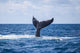 Humpback Whale Slaps Its Wall Decal Design 2