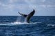 Humpback Whale Slaps Its Wall Decal Design 1