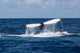 Humpback Whale Raises Its Wall Decal Design 2