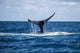 Humpback Whale Raises Its Wall Decal Design 1