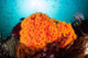 Bright Orange Cup Corals Wall Decal