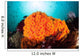 Bright Orange Cup Corals Wall Decal