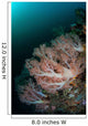 Beautiful Soft Corals Grow Wall Decal