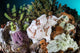 Giant Frogfish Blends into Wall Decal Design 3