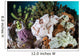 Giant Frogfish Blends into Wall Decal Design 3