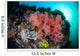 Soft Corals and Invertebrates Wall Decal Design 3