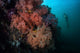 Soft Corals and Invertebrates Wall Decal Design 2