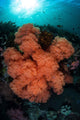 Soft Corals and Invertebrates Wall Decal Design 1