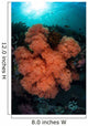 Soft Corals and Invertebrates Wall Decal Design 1
