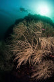 Massive Black Coral Colony Wall Decal