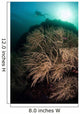 Massive Black Coral Colony Wall Decal
