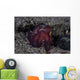 Coconut Octopus Crawls across Wall Decal