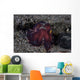 Coconut Octopus Crawls across Wall Decal