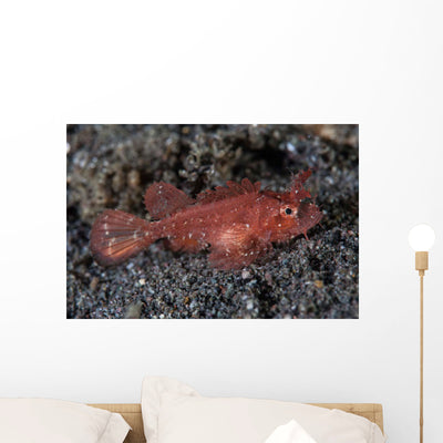 Juvenile Ambon Scorpionfish Sandy Wall Decal shown on a wall