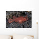 Juvenile Ambon Scorpionfish Sandy Wall Decal