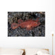 Juvenile Ambon Scorpionfish Sandy Wall Decal
