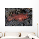 Juvenile Ambon Scorpionfish Sandy Wall Decal