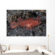 Juvenile Ambon Scorpionfish Sandy Wall Decal