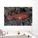 Juvenile Ambon Scorpionfish Sandy Wall Decal