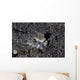 Lizardfish Lays Sand Komodo Wall Decal