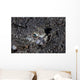 Lizardfish Lays Sand Komodo Wall Decal