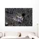 Lizardfish Lays Sand Komodo Wall Decal