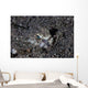 Lizardfish Lays Sand Komodo Wall Decal