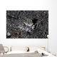 Lizardfish Lays Sand Komodo Wall Decal