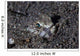Lizardfish Lays Sand Komodo Wall Decal
