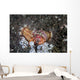 Anemone Hermit Crab Crawls Wall Decal
