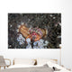 Anemone Hermit Crab Crawls Wall Decal
