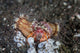 Anemone Hermit Crab Crawls Wall Decal