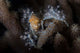 Close-up Decorator Crab Covered Wall Decal