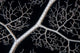 Detail Giant Basket Star Wall Decal