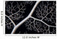 Detail Giant Basket Star Wall Decal