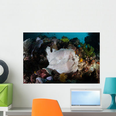 Giant Frogfish Blends into Wall Decal Design 1 shown on a wall